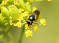 Chrysogaster solstitialis