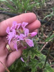 Pelargonium capitatum