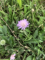 Knautia
