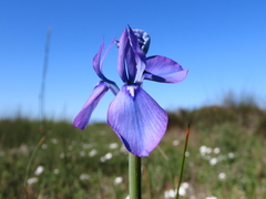 Moraea tripetala