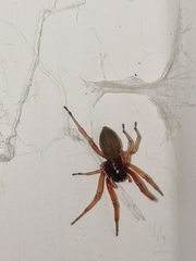 Trachelidae