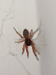 Trachelidae