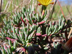 Lampranthus explanatus