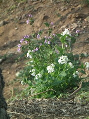 Orychophragmus violaceus