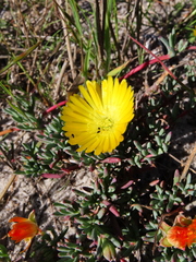 Lampranthus explanatus
