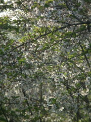 Cerasus