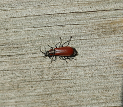 Anthocomus rufus