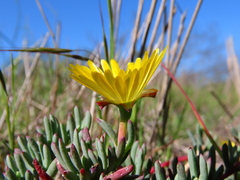 Lampranthus explanatus