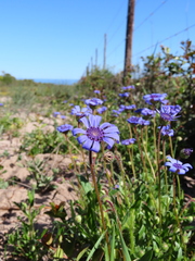 Felicia heterophylla