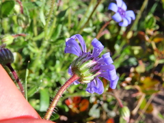 Felicia heterophylla
