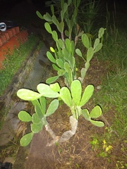 Opuntia cochenillifera