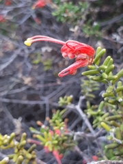 Grevillea muricata