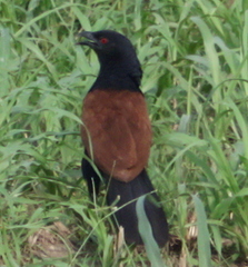Centropus sinensis