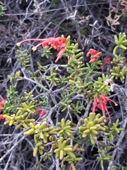 Grevillea muricata