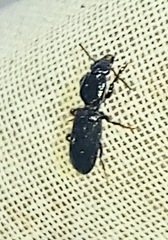 Clivina