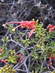 Grevillea muricata