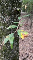 Ulmus alata