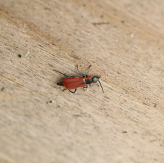 Anthocomus rufus
