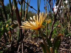 Cleretum bellidiforme