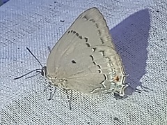 Parrhasius polibetes