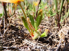 Cleretum bellidiforme