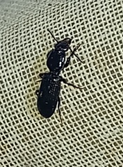 Clivina