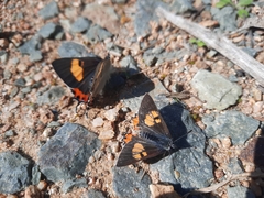 Pseudalmenus chlorinda