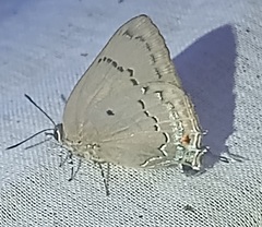 Parrhasius polibetes