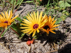 Cleretum bellidiforme