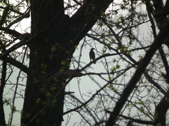 Turdus