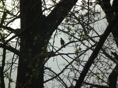 Turdus