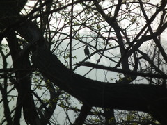 Turdus