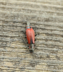 Anthocomus rufus