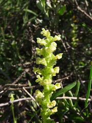 Pterygodium volucris