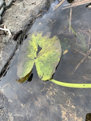 Nuphar lutea