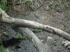 Tarsiger cyanurus