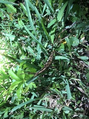 Anisomorpha buprestoides