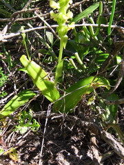 Pterygodium volucris