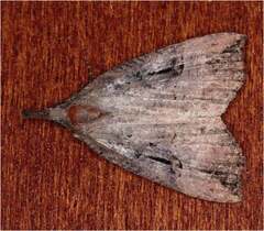 Hypena rostralis