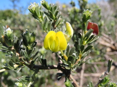 Aspalathus ternata