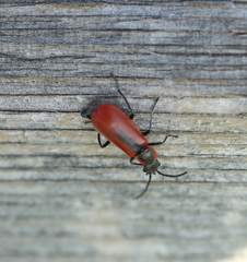 Anthocomus rufus