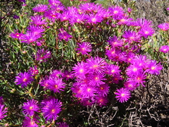 Lampranthus vernalis
