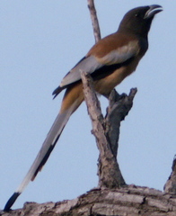 Dendrocitta vagabunda