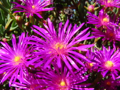 Lampranthus vernalis