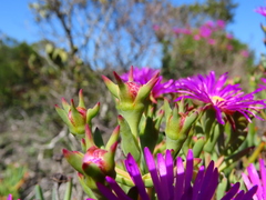 Lampranthus vernalis
