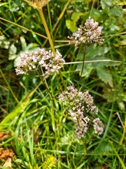 Valeriana officinalis
