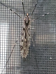 Tipula