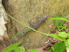 Hemidactylus parvimaculatus