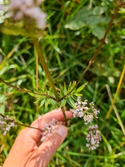 Valeriana officinalis