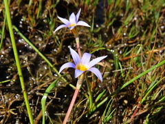 Romulea tabularis
